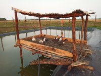 Duck shelter over the fishpond, so the dropings can fertilize the water (photo by Radim Kotrba)