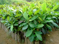 Material for agroforestry research in Peru