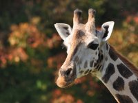 FTA project focused on behaviour of giraffes