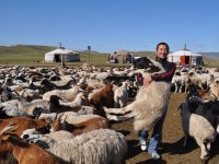 Our animal production project in Mongolia