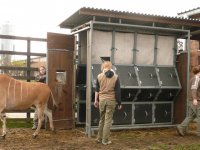 Weighting of Common eland by our students