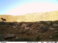 Photo from camera traps