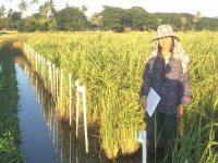 Aye Aye Thant doing a field experiment in Myanmar. She is characterizing phenotypic variation among 117 rice genotypes.