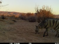 Alba Andrés Criado - Small-carnivores population survey in Southern Namibia